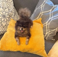 Image 1 of Pomeranian