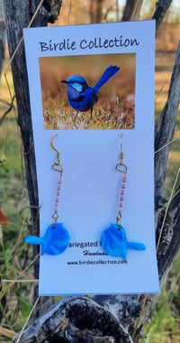 Superb fairywrens 1