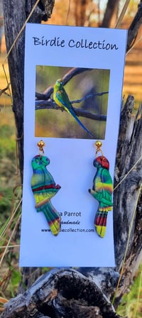 Mulga Parrot