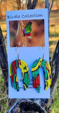 Gouldian Finch 2