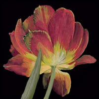 Image 1 of Tulipe