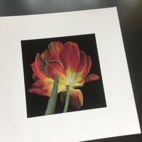 Image 2 of Tulipe
