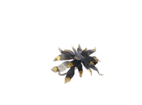 Image 1 of Anillo Colección ALGAS