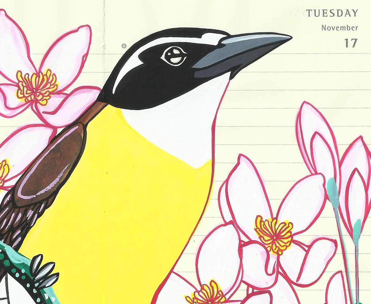 Image of Greater Kiskadee