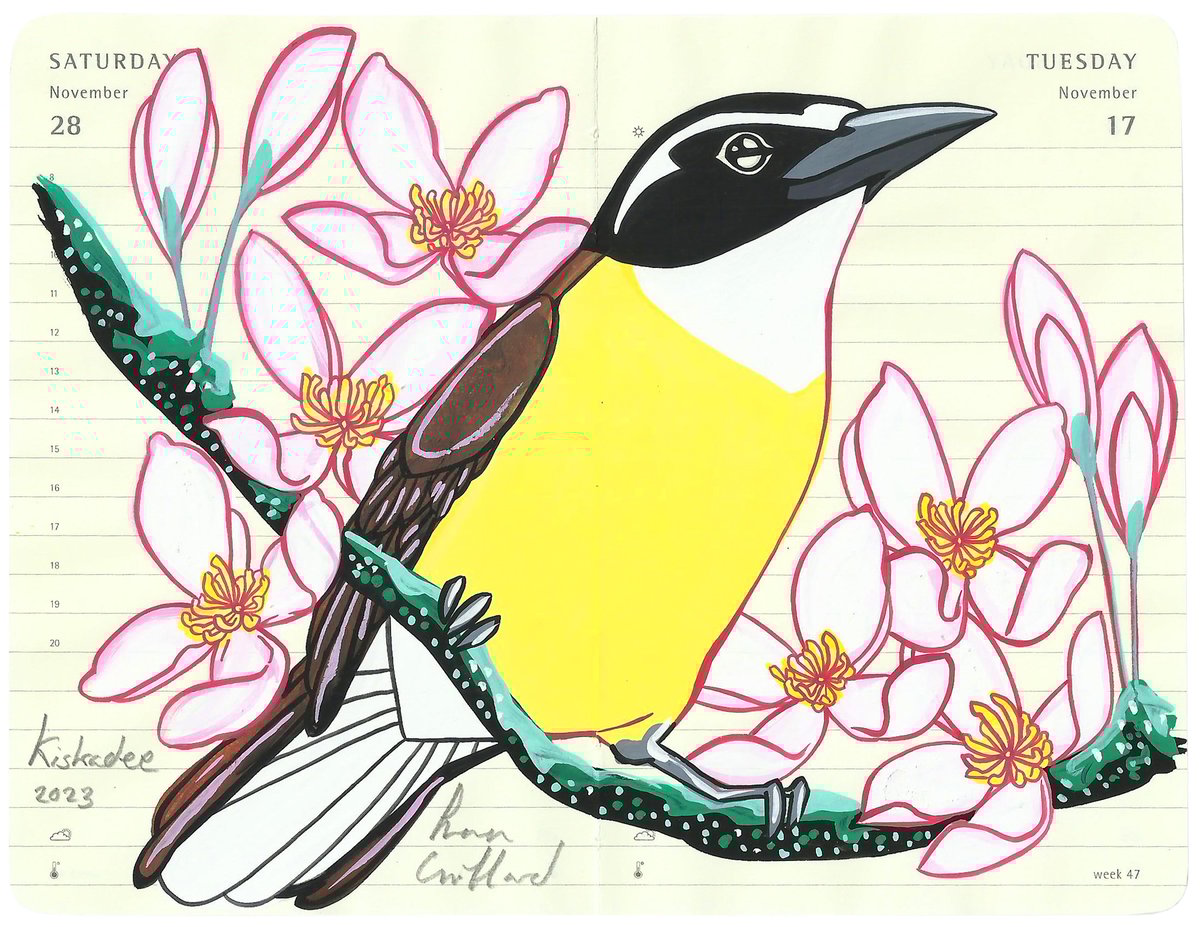 Image of Greater Kiskadee