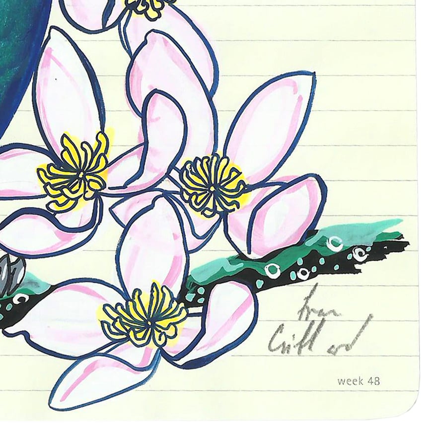 Image of Mexican Violetear