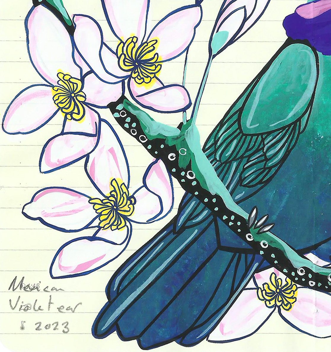 Image of Mexican Violetear