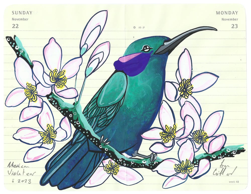 Image of Mexican Violetear
