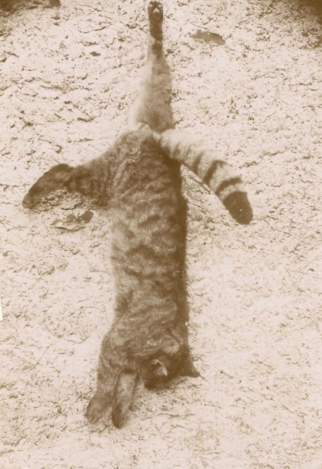 Image of Anonyme: odd portrait of a cat, ca. 1900