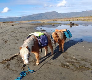 Image of Adventure Pack top cover