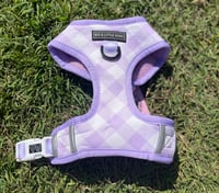 Image 1 of Big & Little Dogs - Berry Gingham Harness 