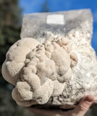 Image 1 of Gourmet Lion's Mane Grow Kit