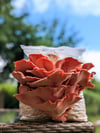 Gourmet Pink Oyster Grow Kit