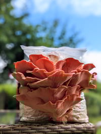 Image 1 of Gourmet Pink Oyster Grow Kit