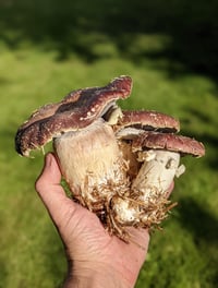 Image 1 of Garden Giant Wood Chip Spawn