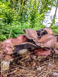 Image 2 of Garden Giant Wood Chip Spawn