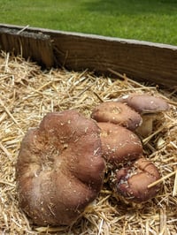 Image 3 of Garden Giant Wood Chip Spawn
