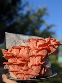 Image 2 of Gourmet Pink Oyster Grow Kit