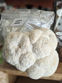 Image 2 of Gourmet Lion's Mane Grow Kit