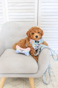 Image 2 of Cool Beans Collection - Adjustable Pet Harness