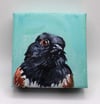 Shy Simon – Eastern Towhee bird painting