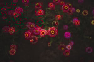 Image of Fall Family Zinnia Flower Minis in Milton, FL