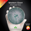 Western Giant (Macrocybe Titan) Live Mycelium Mushroom Culture Spawn Seed