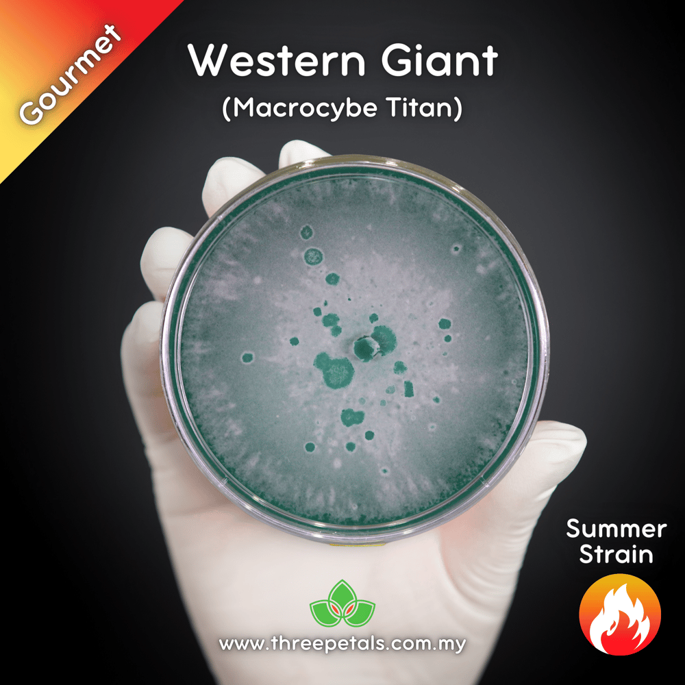 Western Giant (Macrocybe Titan) Live Mycelium Mushroom Culture Spawn Seed