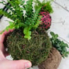 Kokedama - Crafting Living Decor