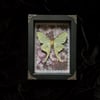 Actias Luna Moth (Female) - Pink Florals