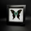 Papilio Peranthus Adamantius Butterfly - White