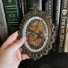 Double Peacock Pansy Butterflies - Small Vintage Frame