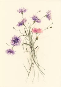 Cornflowers no. 2