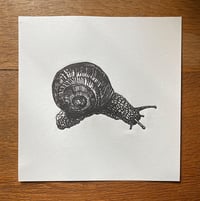 Image 1 of Snail 