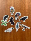 Fauna of the Marianas collection