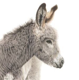 Image of 'Clementine' Limited Edition Print