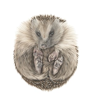 Image of 'Tiggy' Limited Edition Print