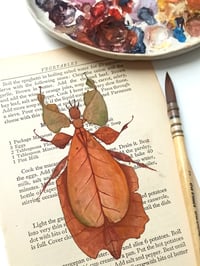 Image 2 of Life in Old Pages Insect n. 16 Brown Leaf Insect