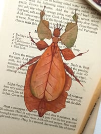 Image 3 of Life in Old Pages Insect n. 16 Brown Leaf Insect