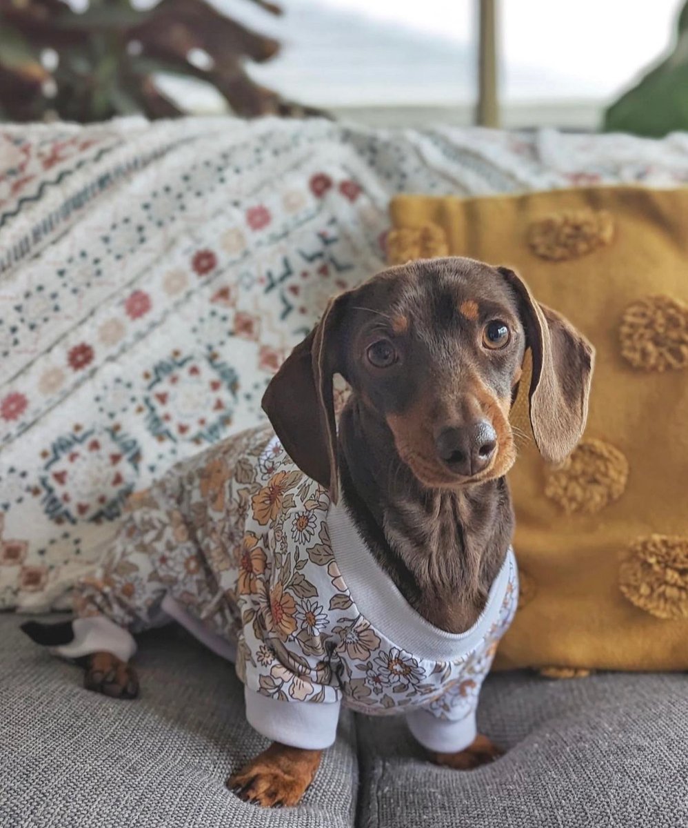 Sausage best sale dog pajamas