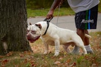 Image 1 of Detroit Gotti Stud Fee