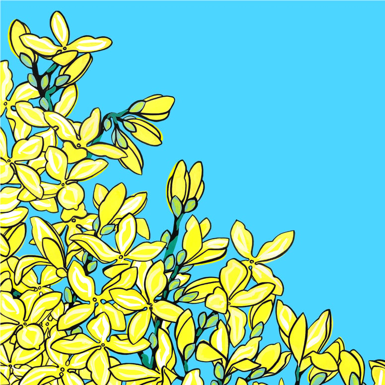 Image of Blackbird and Forsythia