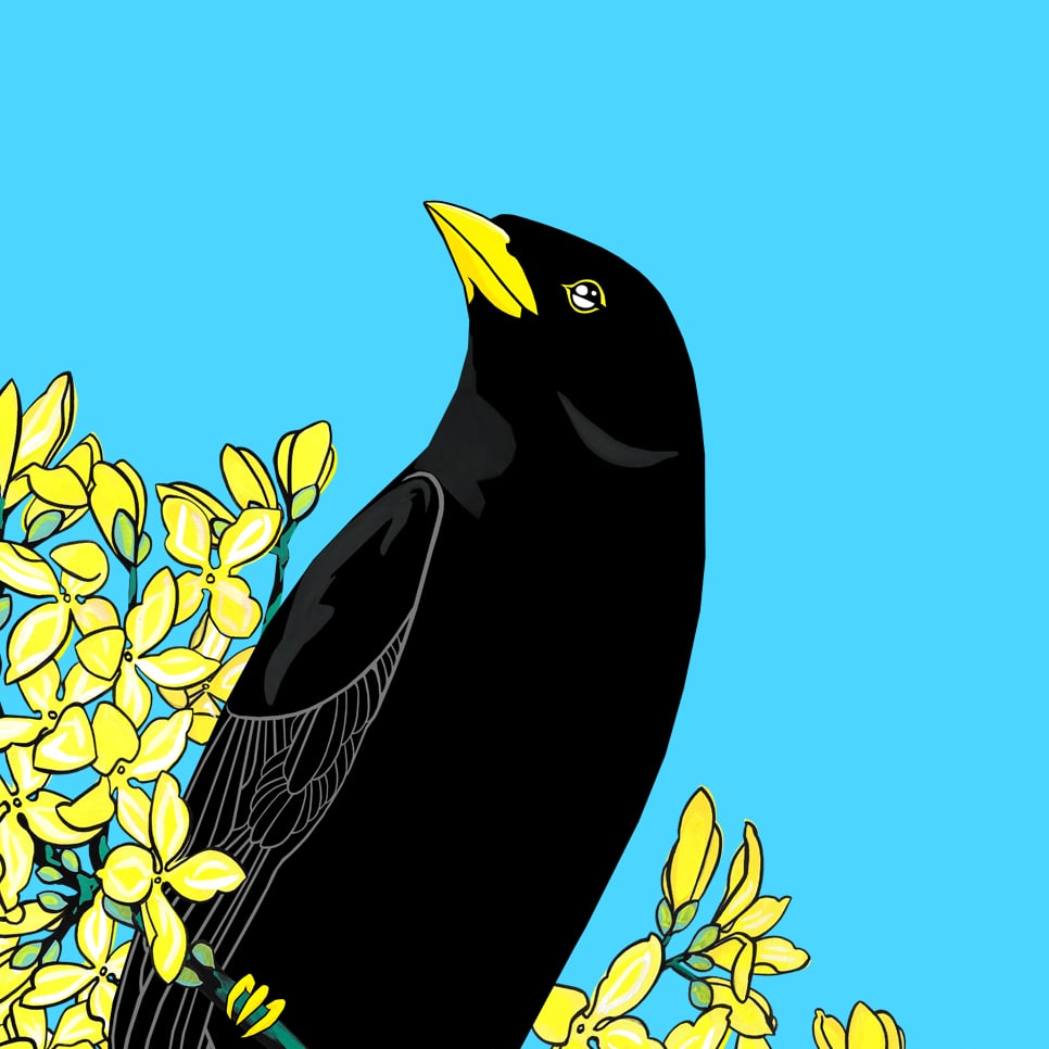 Image of Blackbird and Forsythia