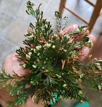 Image 2 of Rose of Jericho Plant