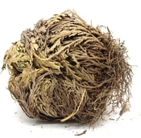 Image 1 of Rose of Jericho Plant