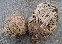 Image 3 of Rose of Jericho Plant