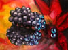 Grape Study