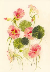 Nasturtiums no. 4