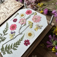 Image 3 of Presse à fleurs Herbarium