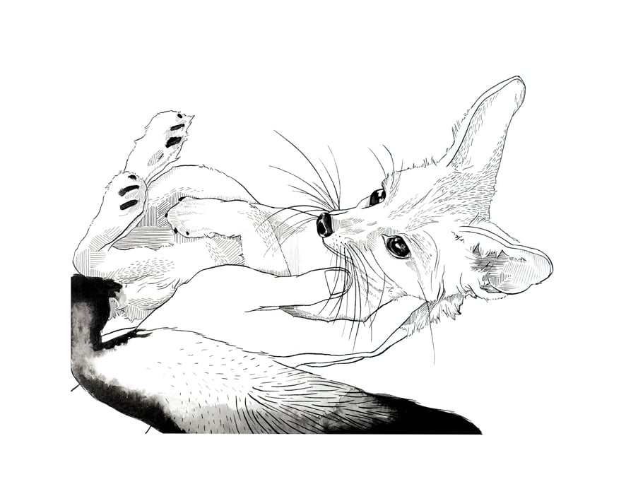 Image of Fennec